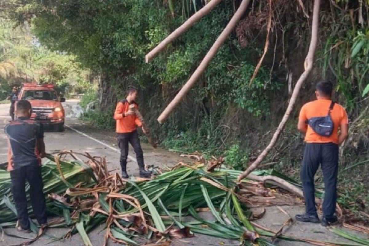 TRC BPBD Pesisir Selatan bergerak cepat tangani pohon tumbang