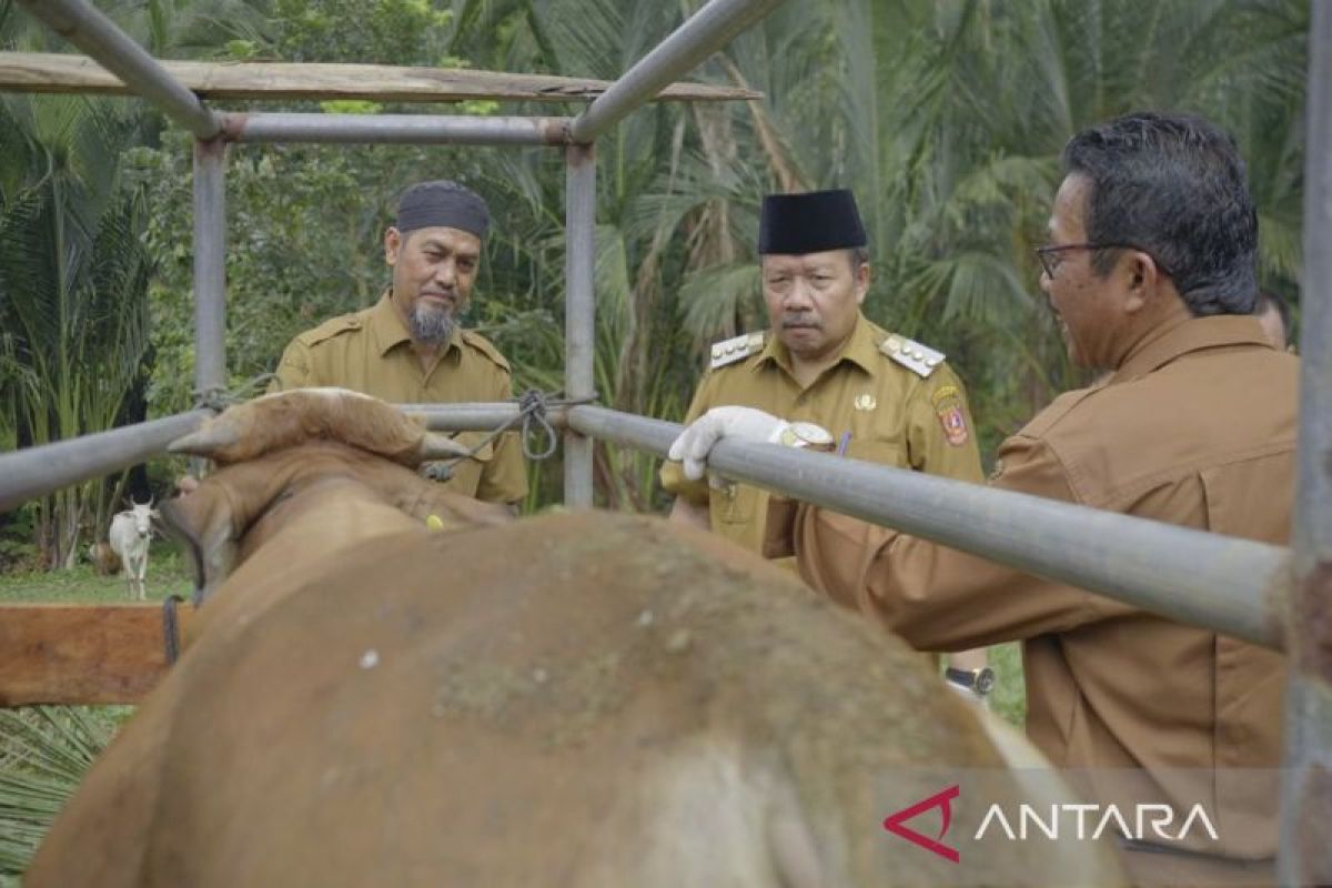 2.742 ekor anak sapi di Agam lahir hasil IB 2023