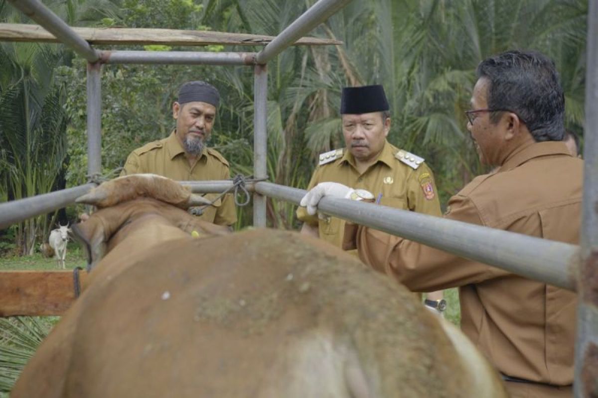 Sebanyak 2.742 ekor anak sapi di Agam Sumbar lahir hasil kawin suntik selama 2023