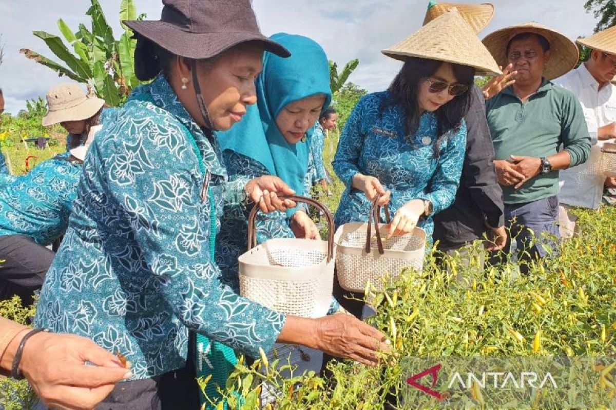 TP PKK Papua: Perkuat kerja sama OPD menjaga ketahanan pangan