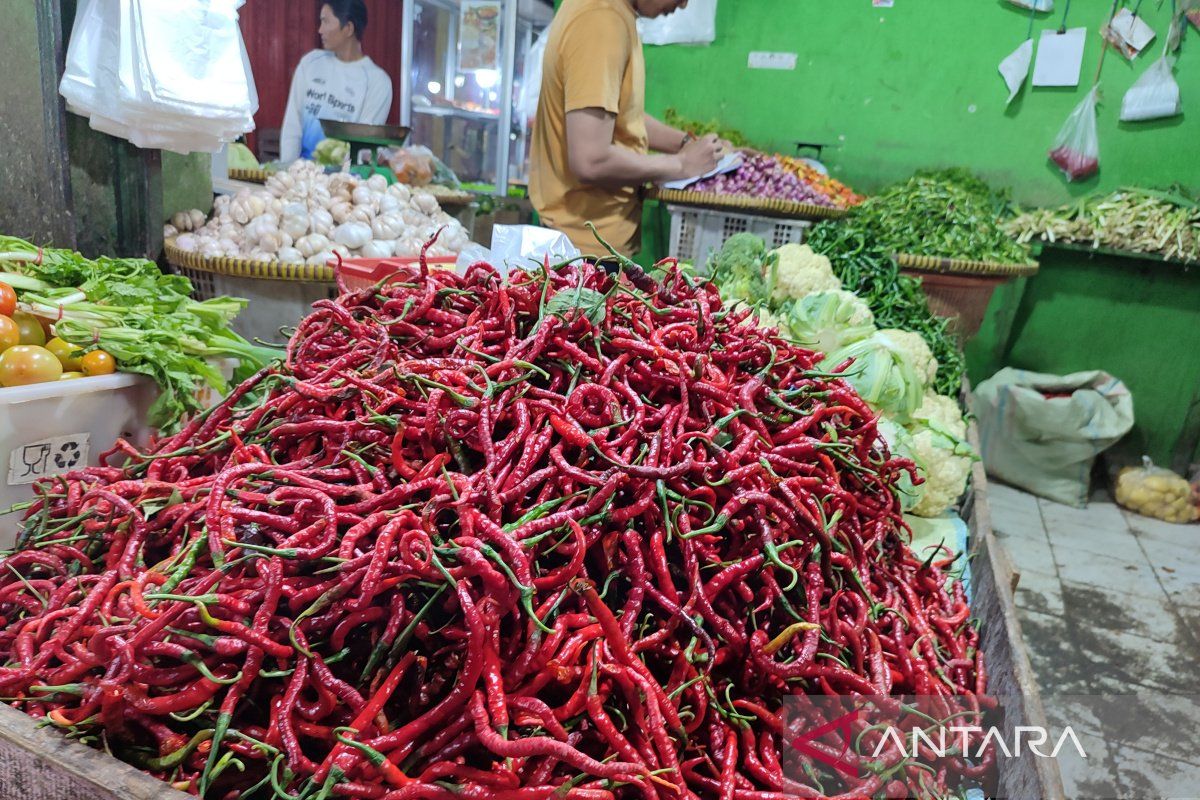 Cuaca ekstrim sebabkan harga cabai di Bengkulu capai Rp90 ribu/kg