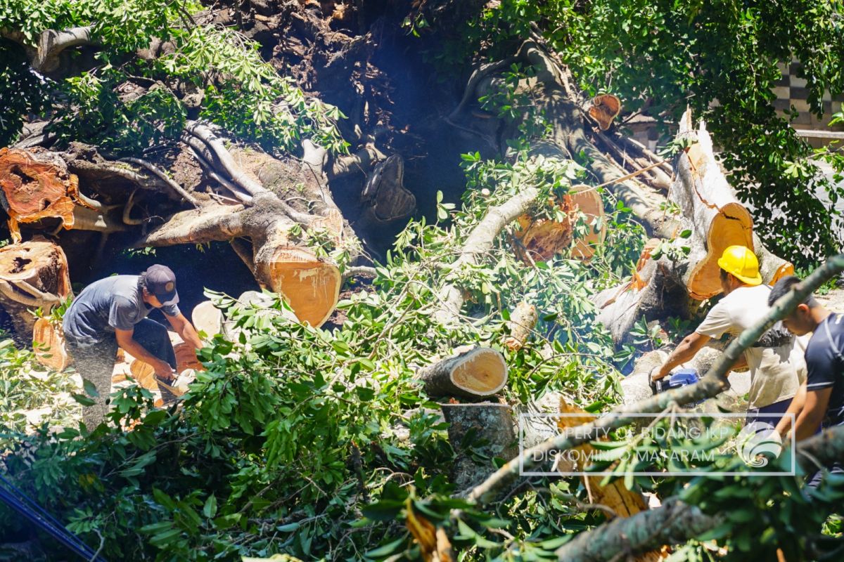 DLH turunkan alat berat tangani pohon tumbang di mataram