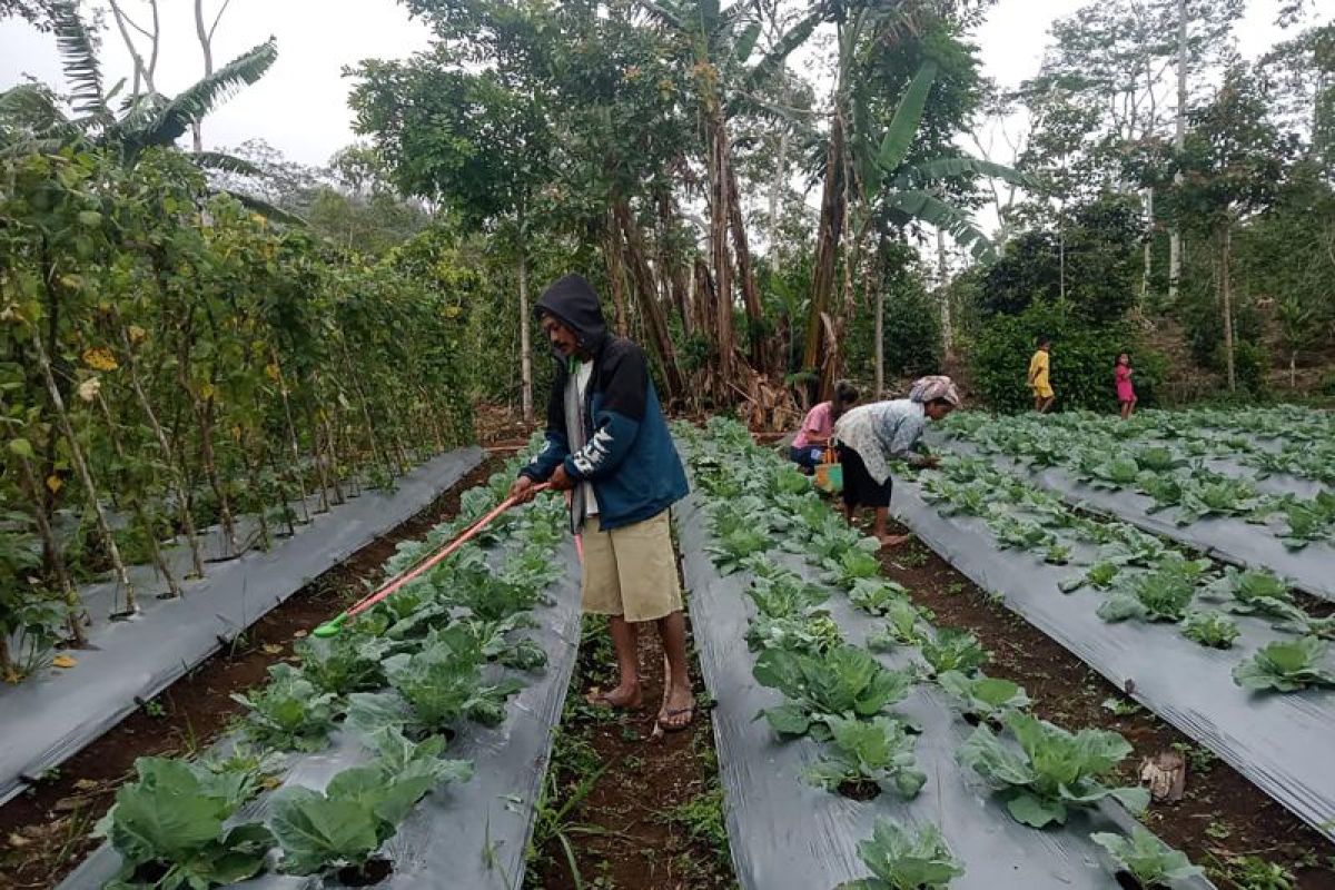 PLN UIP Nusra komitmen keberlanjutan program hortikultura kelompok tani Poco Leok