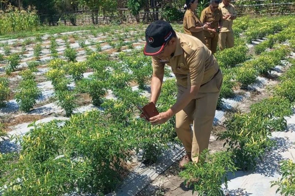 Pemkab Sumba Timur ambil langkah strategis atasi kekeringan lahan pertanian