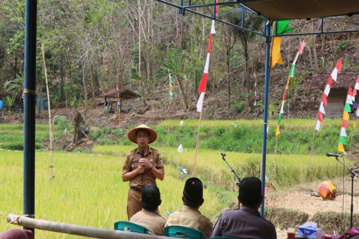 Petani di Gunungkidul mulai masuki masa panen raya padi