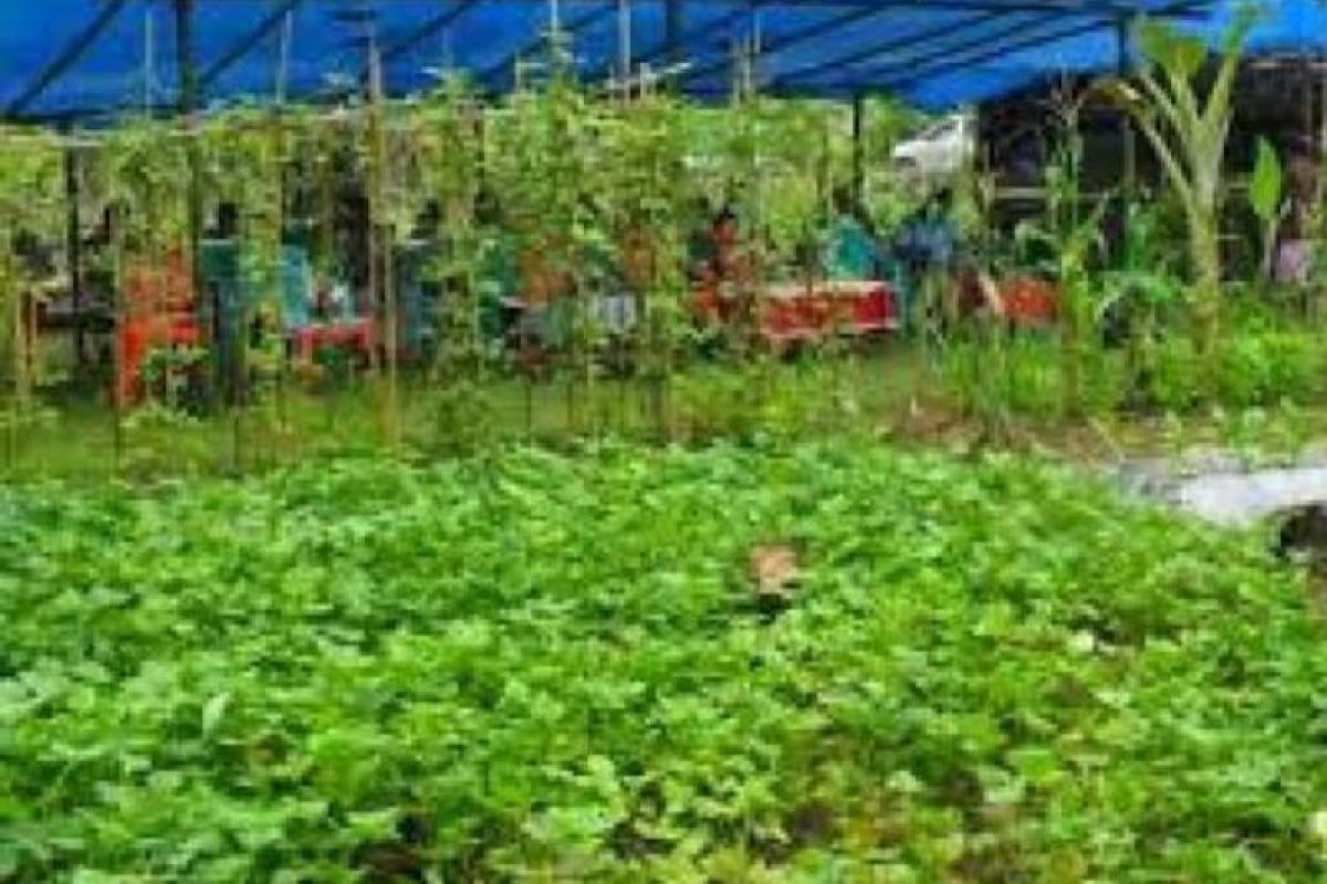 DPKP Biak siapkan bantuan Alsintan petani OAP