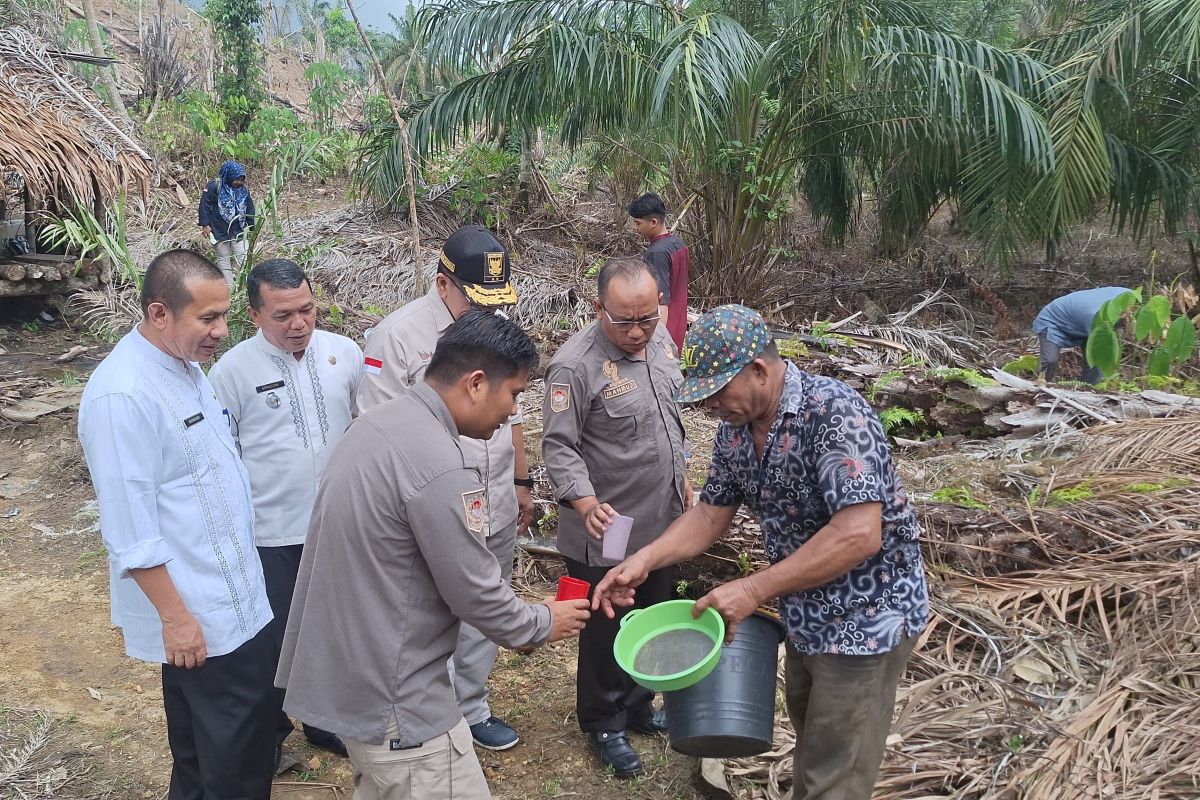 Pemkab Pasaman Barat teliti inovasi air batang sawit bisa jadi gula merah