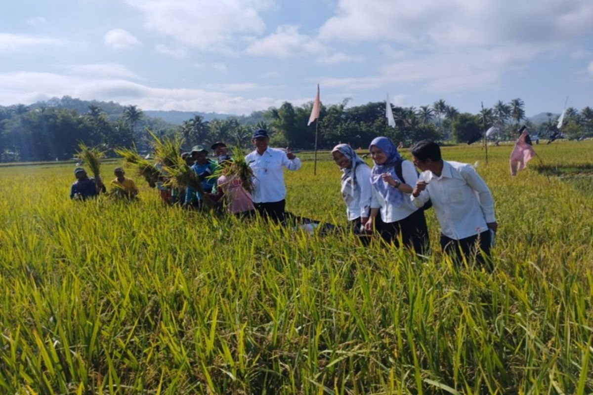 Dinas Pertanian Gunungkidul mendorong optimalisasi lahan pekarangan