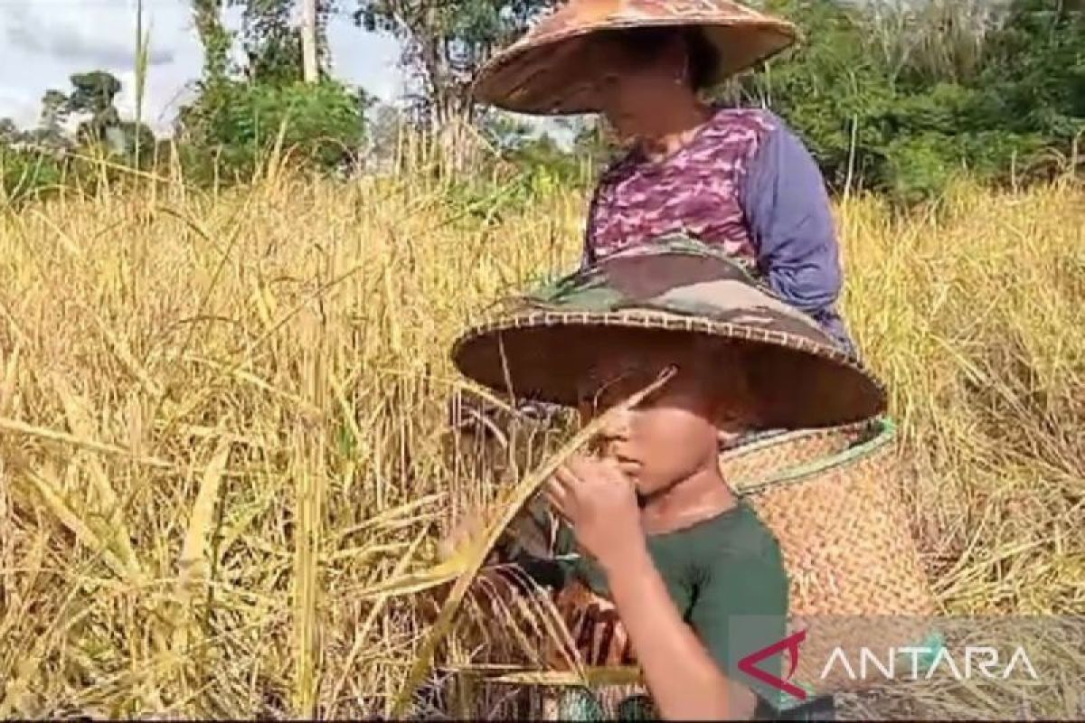 Badan Riset dan Inovasi Nasional sebut krisis pangan kian nyata