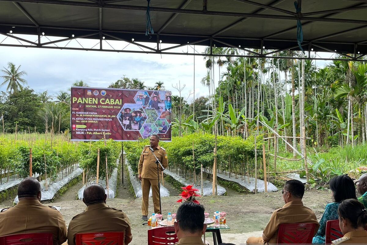 Pemkab Jayapura harap warga budi daya cabai mencegah inflasi