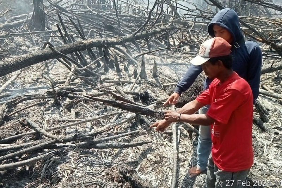 Bakar lahan untuk tanam sawit, petani di Rohil dibui