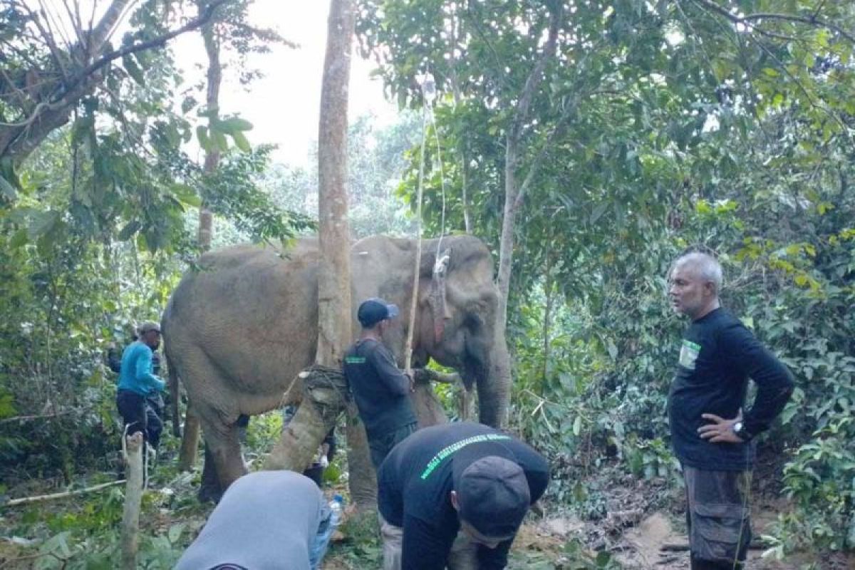 Gajah sumatra ditemukan terluka