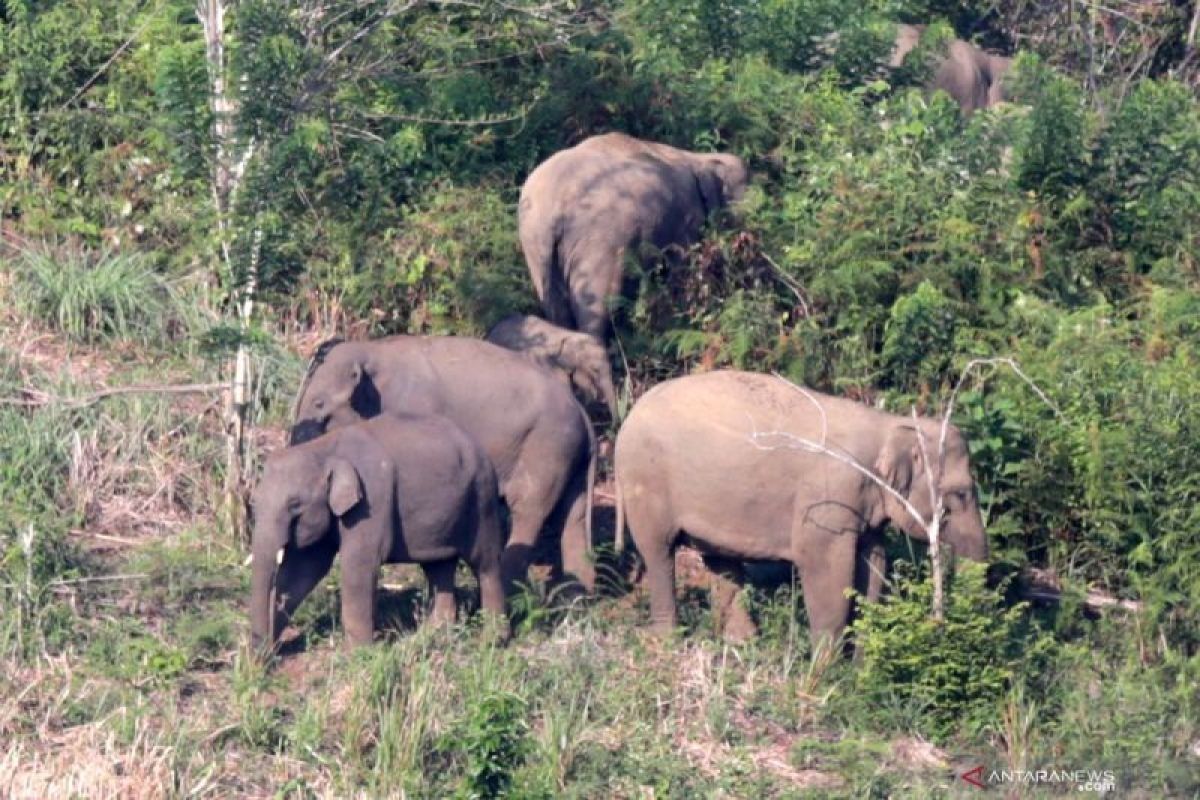 BKSDA Jambi halau kawanan gajah liar masuk ke Taman Nasional Bukit Tigapuluh