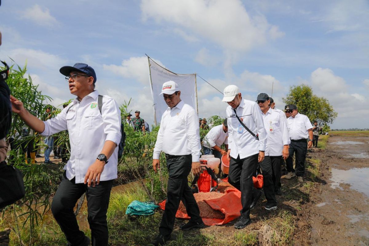 Mentan tinjau pelaksanaan  optimalisasi lahan di Banyuasin Sumsel