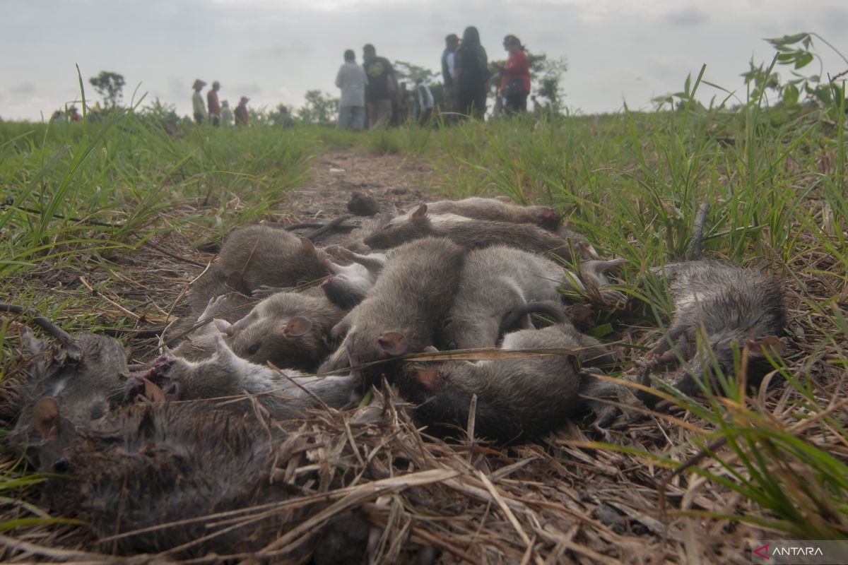 BRIN bilang Intensitas serangan hama meningkat akibat perubahan iklim