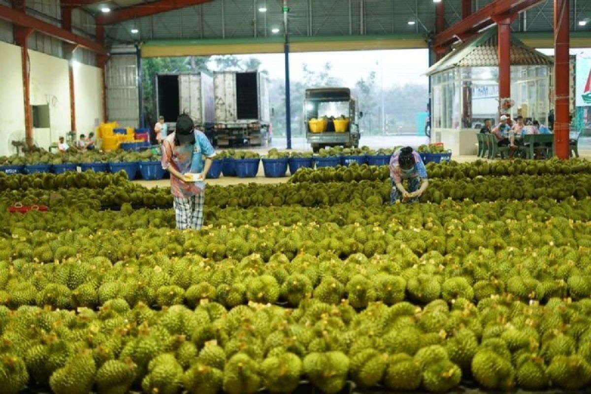 Durian jadi "buah emas" di antara sejumlah komoditas ekspor Vietnam