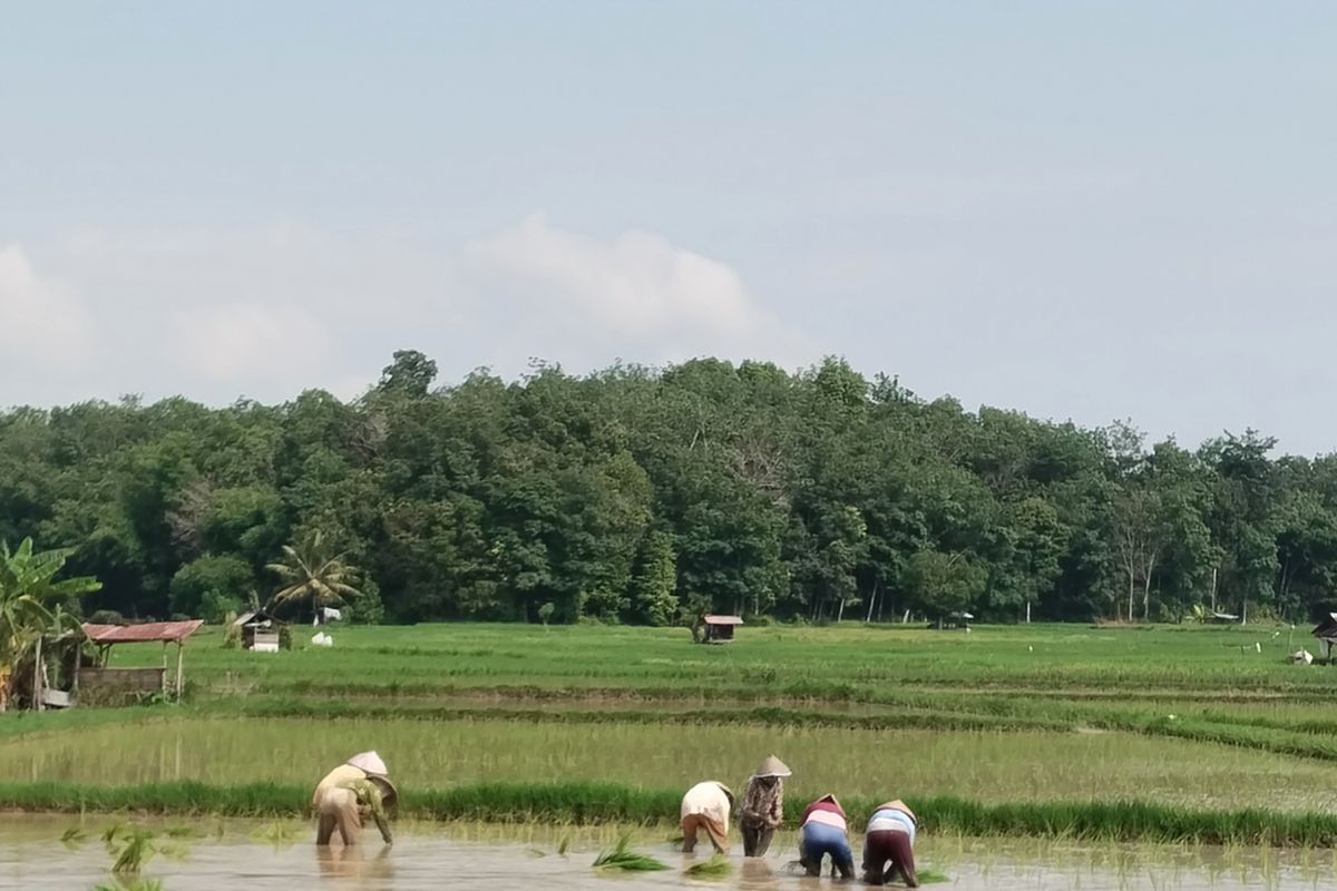 Irigasi sawah PLTS CSR Bukit Asam di Muara Enim tingkatkan produktifitas petani