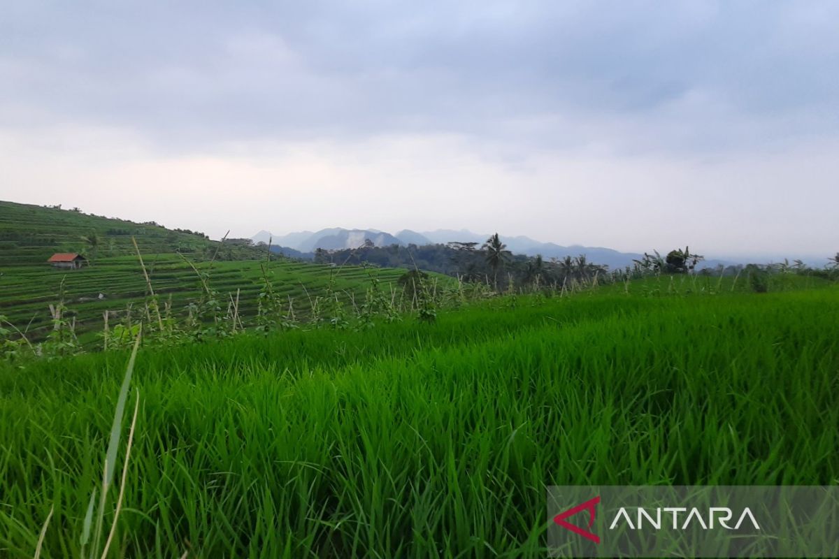 Pemkab Kuningan pastikan 12.393 Ha sawah dipanen pada April 2024