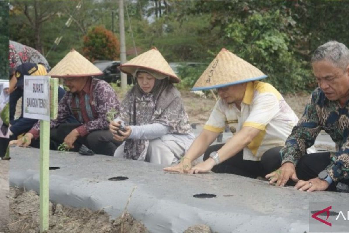 Satu juta bibit cabai merah siap dibagikan ke kelompok tani di Bangka Tengah