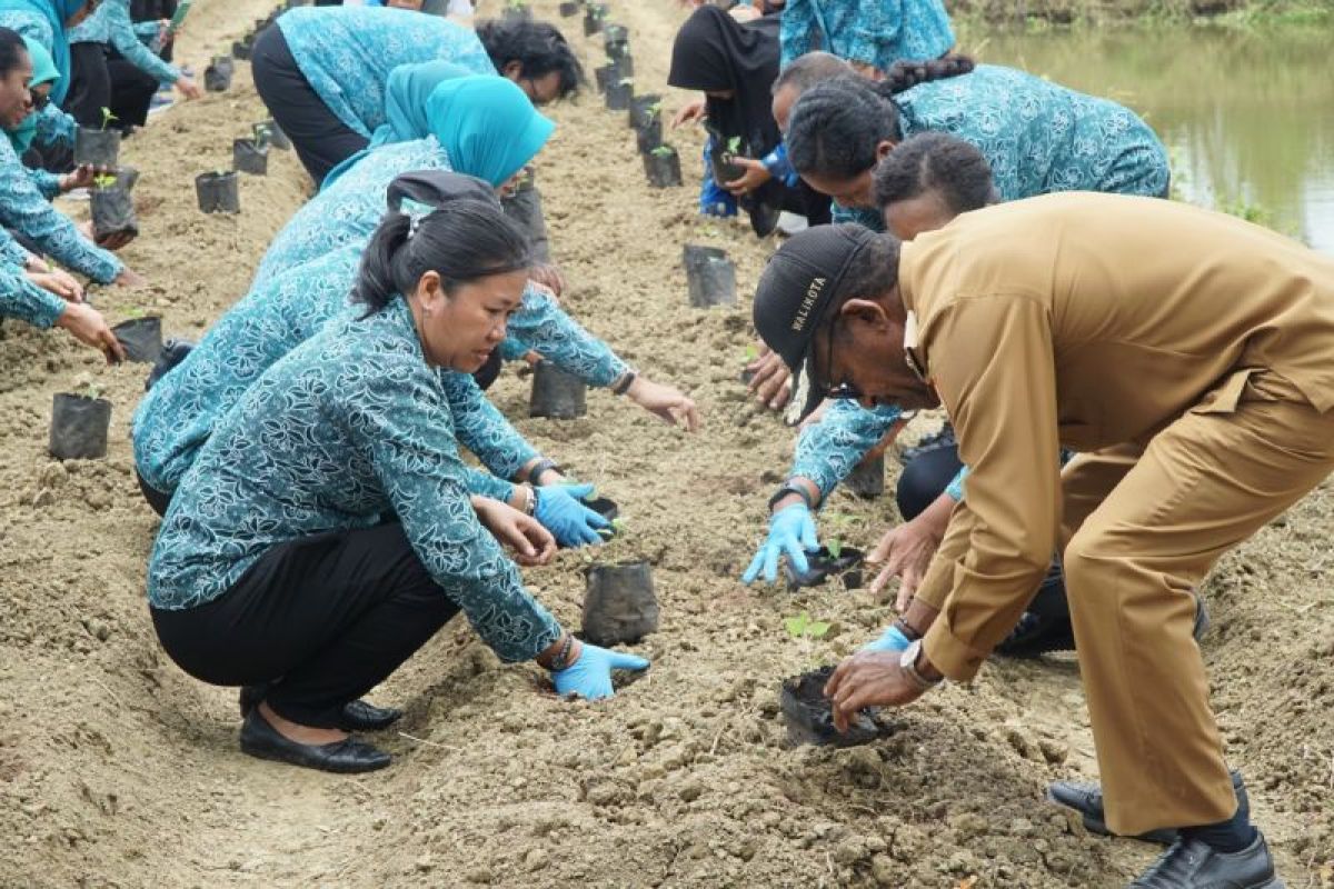 Pemkot Jayapura tanam 650 bibit cabai kawasan pertanian Koya Timur