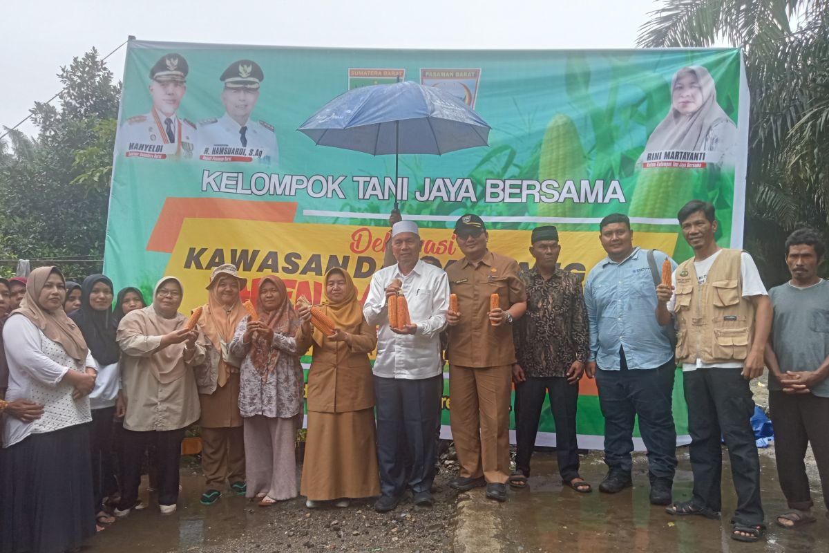 Pasaman Barat deklarasikan kawasan daulat jagung di Ladang Rimbo