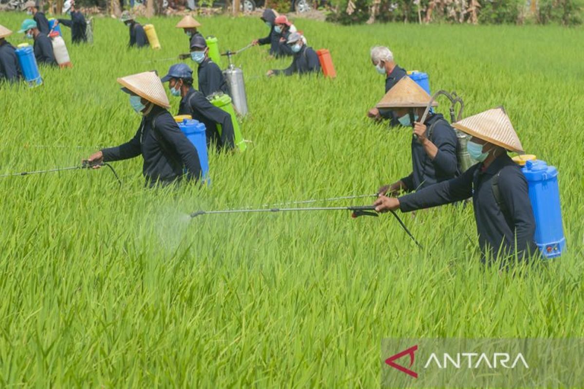 Lahan pertanian 450 Ha di Rokan Hilir produksi padi 3.000 ton