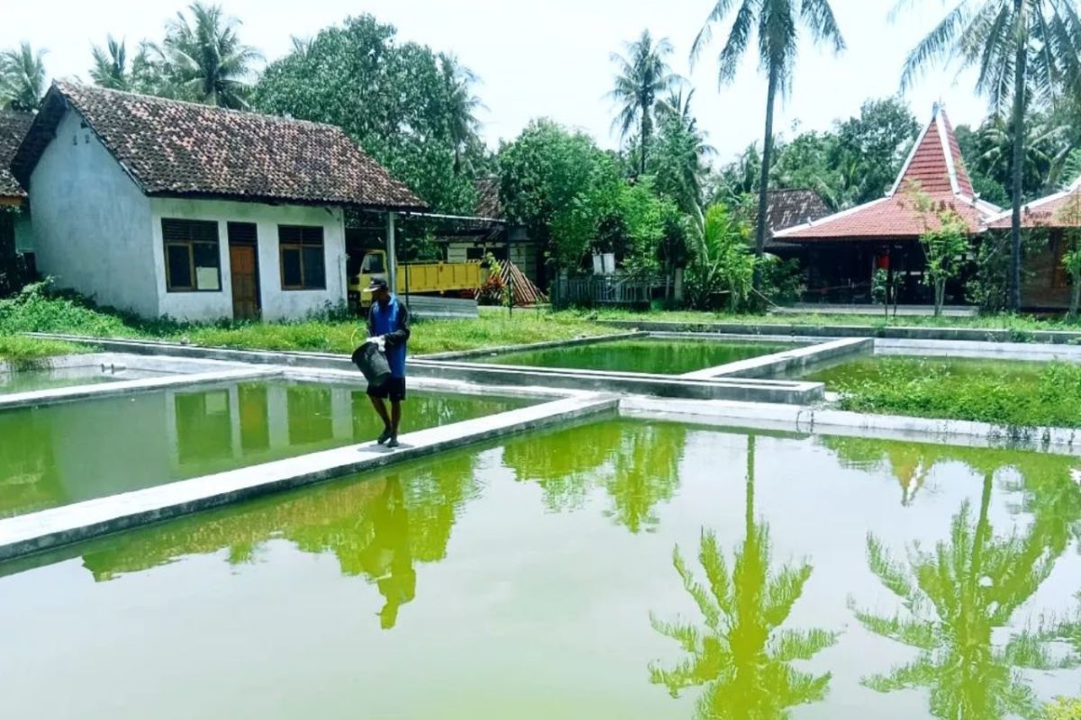 Produksi garam di Pantai Sepanjang mencapai 2,2 ton