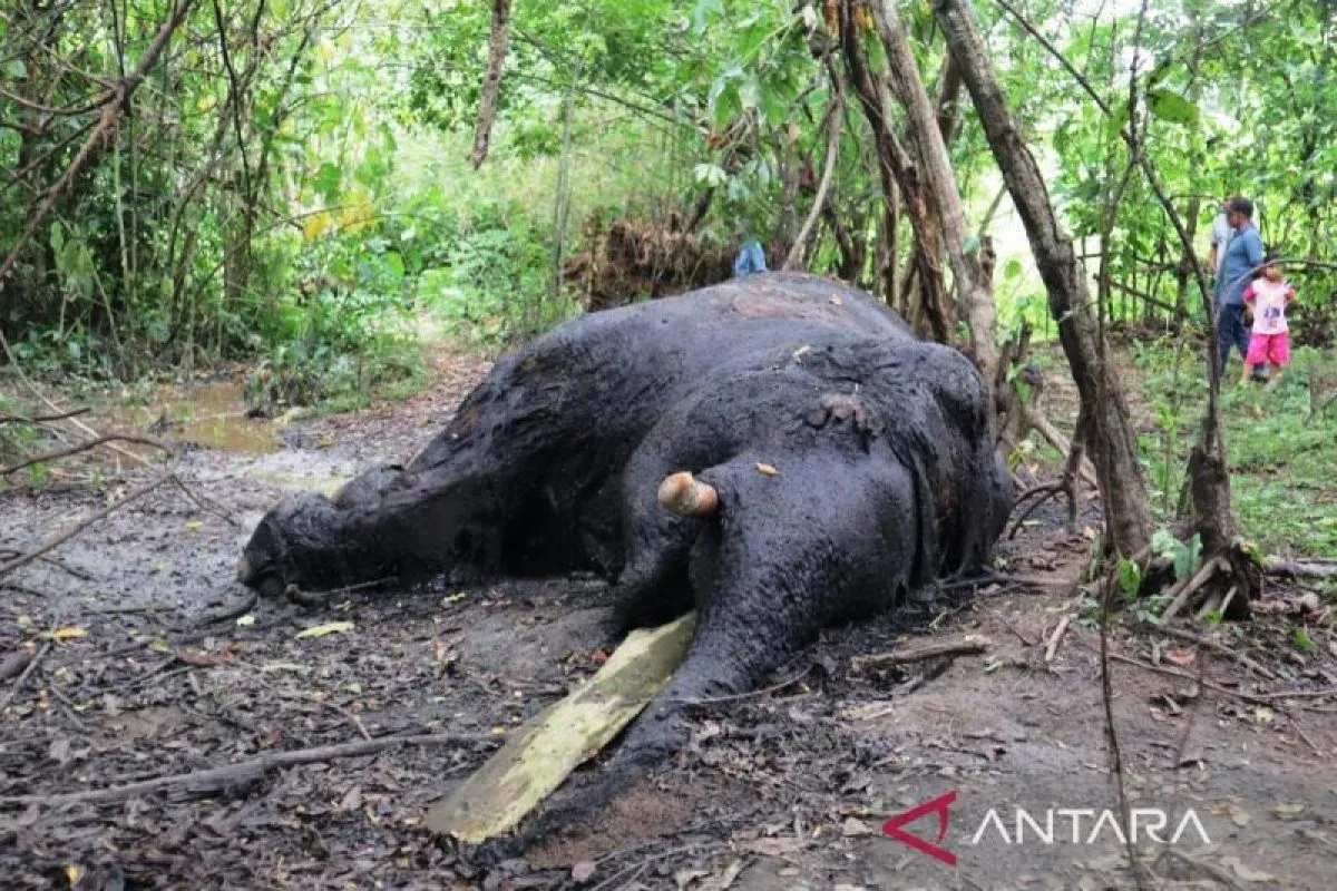 bksda-retrieve-two-elephant-tusks-for-investigation-in-aceh