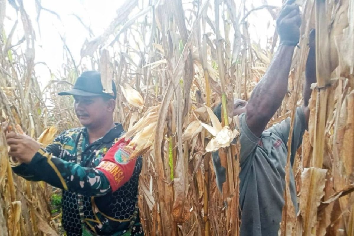 Babinsa perbatasan PNG bantu warga Kampung Arsopura panen jagung