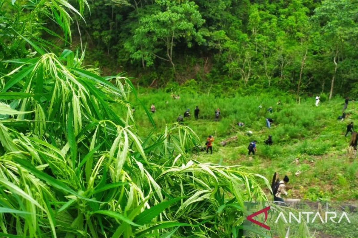 Bea Cukai amankan170 kg ganja dari Aceh lewat penjualan online