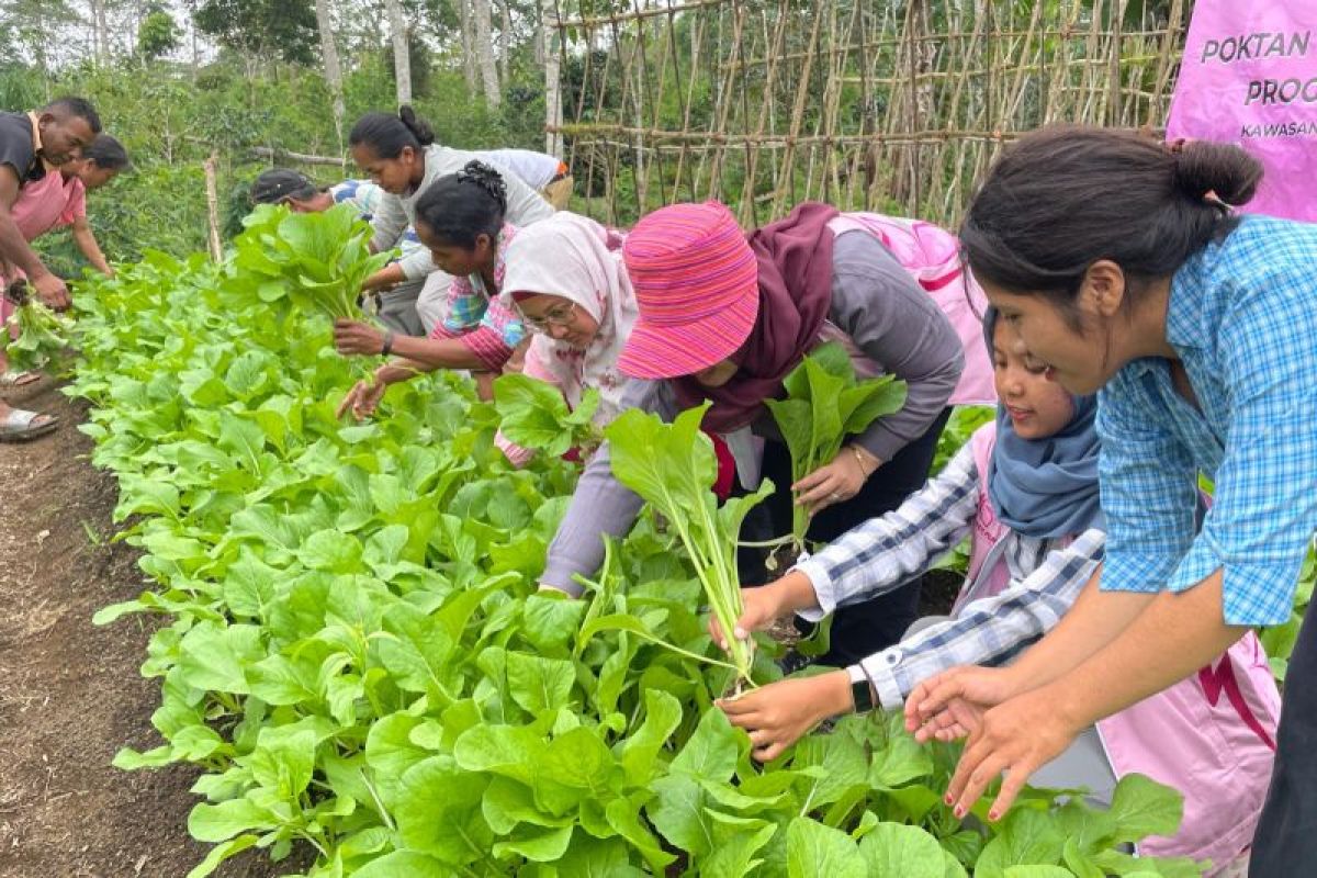 PLN UIP Nusra kembangkan berbagai sektor potensial di sekitar PLTP Ulumbu 5-6 Poco Leok