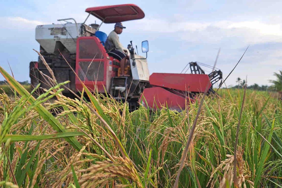 Kementan: Demak panen raya sekitar 560 ribu ton gabah kering