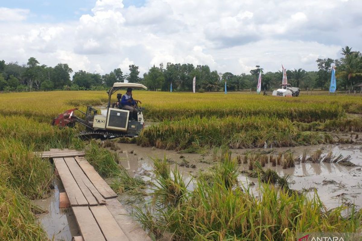 Dinas Pertanian optimalisasi lahan rawa di lima kabupaten