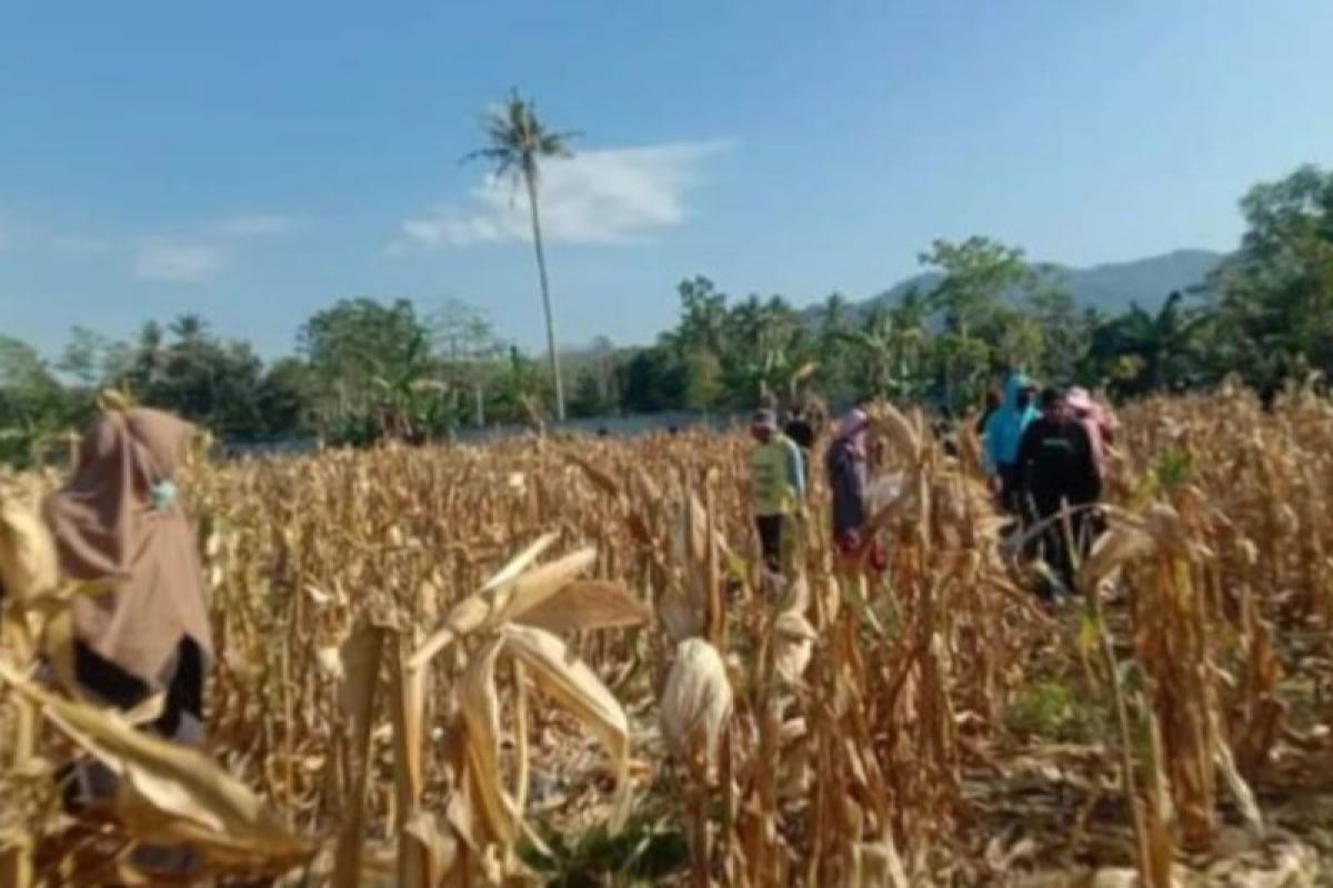 Pemprov Sulbar targetkan panen jagung 87.243 ton