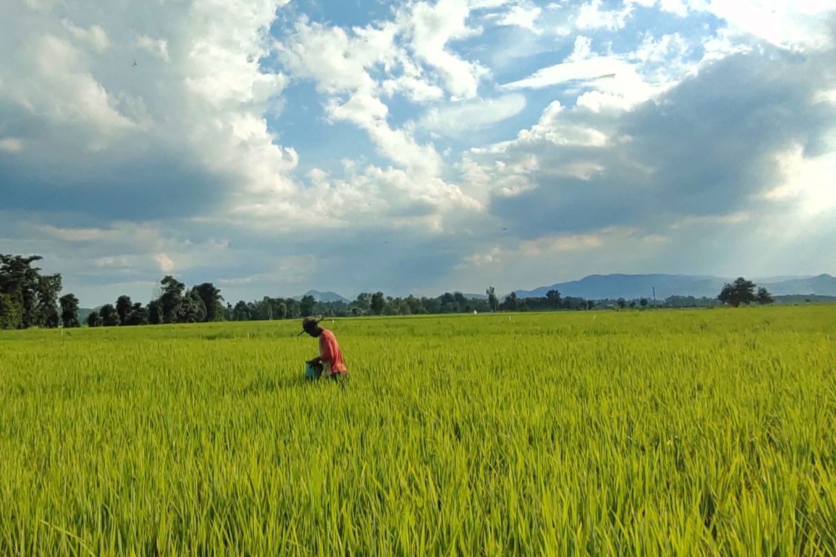 Dinas KPTPH: Petani terdaftar di e-RDKK bisa tebus pupuk pakai KTP