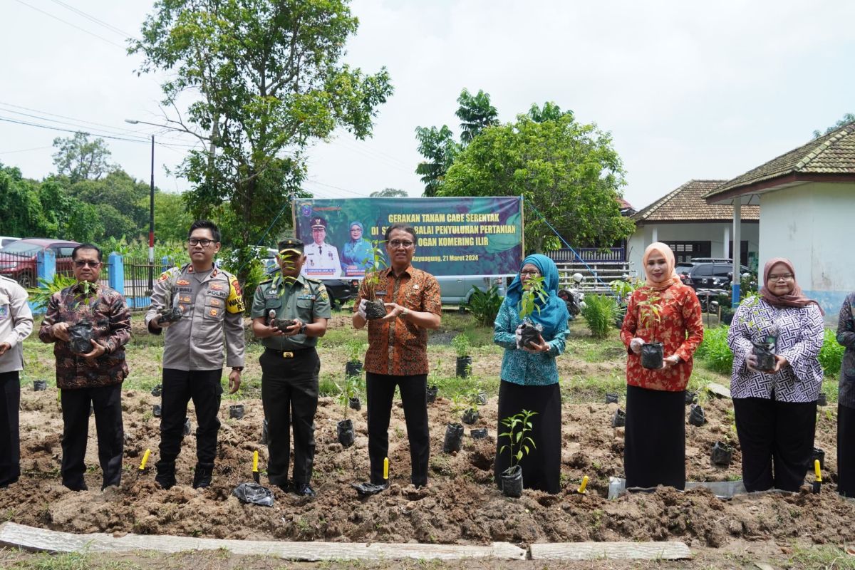 Gerakan bareng penyuluh pertanian di OKI tanam ribuan bibit cabai untuk jaga stok