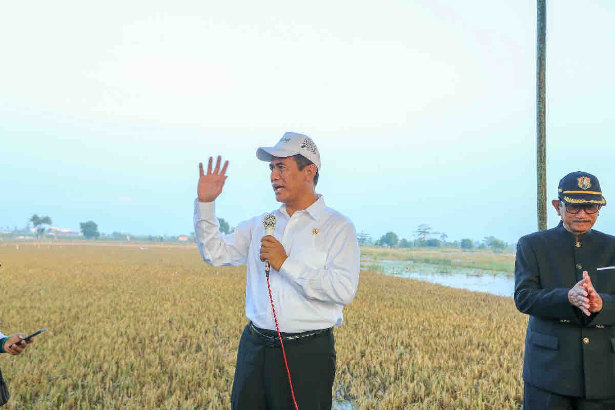 Mentan tinjau lahan persawahan terdampak banjir di Kendal