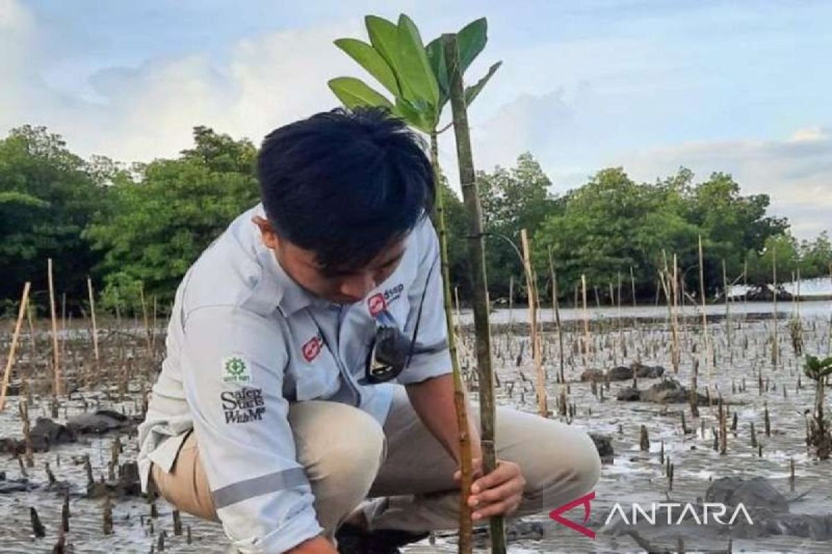 PT DSSP Power Kendari tanam 30 ribu bibit mangrove untuk cegah abrasi