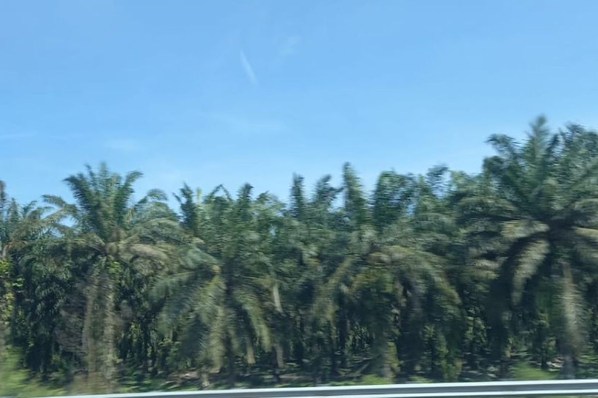 Harga kelapa sawit Riau naik Rp427,30/kg