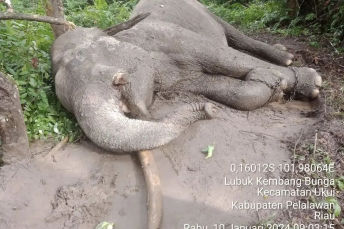 riau-police-investigate-elephant-rahmans-death