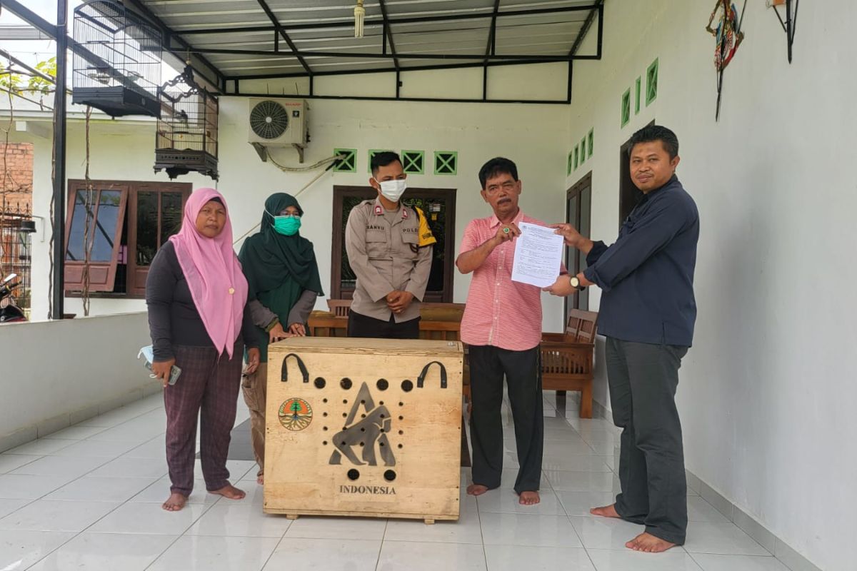 Dua owa siamang dievakuasi dari kandang warga, selanjutnya  masuk pusat rehabilitasi BKSDA