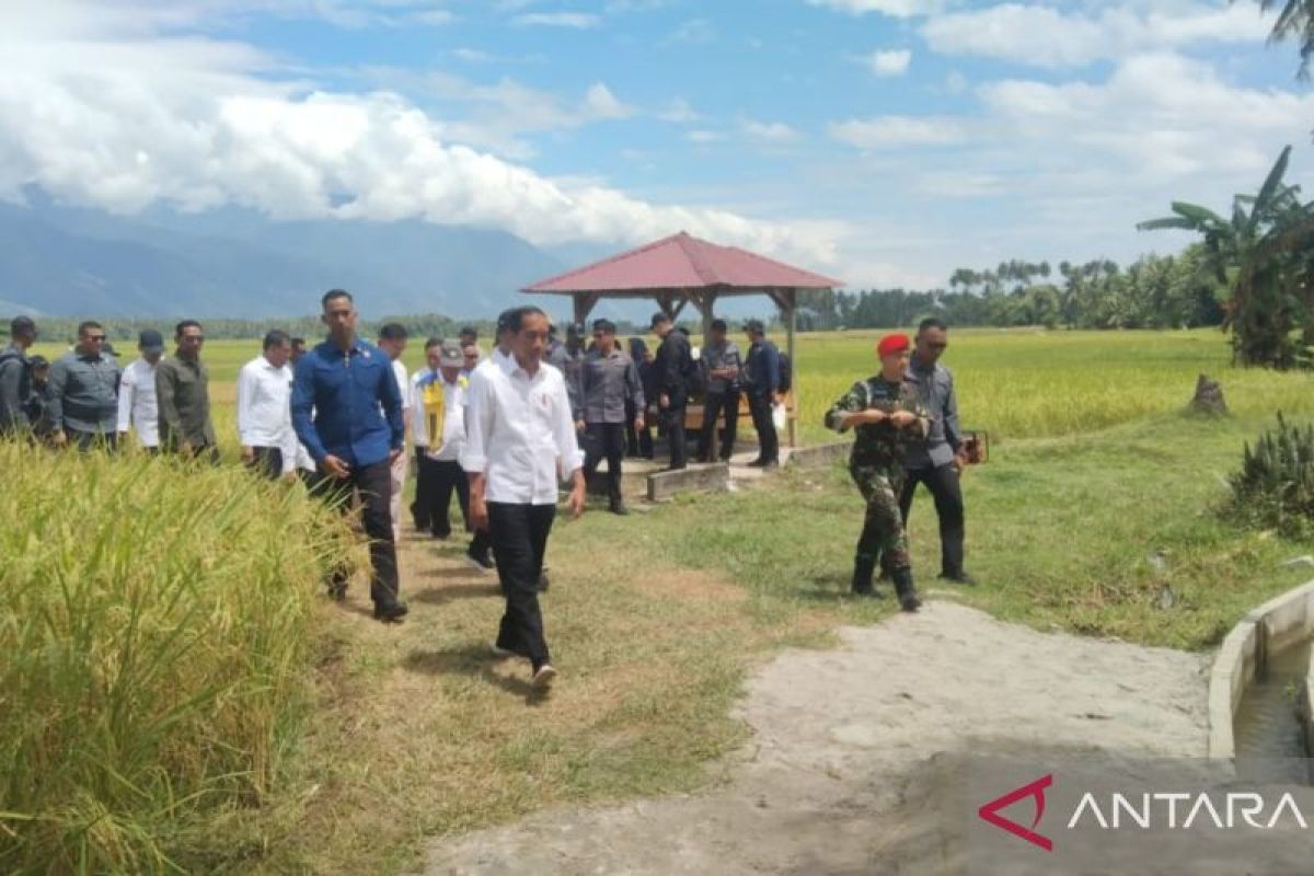 Presiden tinjau panen padi di Sigi mencapai 6,2 ton per hektare