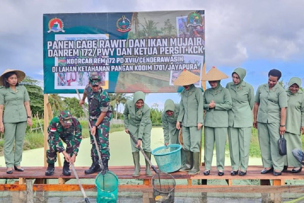 Danrem 172/PWY panen cabai dengan ikan mujair di Koya