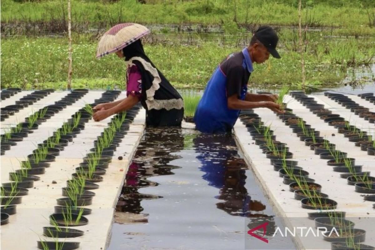 BRIN: Petani disarankan percepat tanam padi