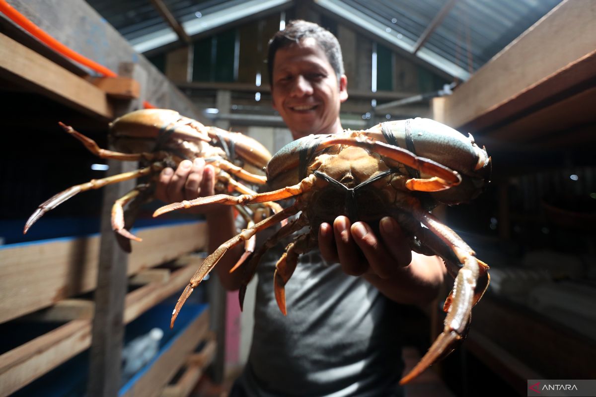 Kepiting bakau jadi komoditas unggulan Mimika