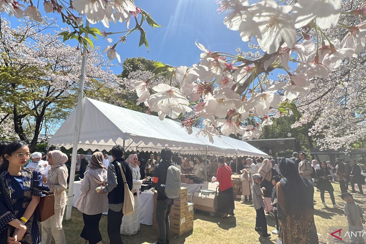 Hari lebaran di Jepang bersamaan dengan sakura bermekaran