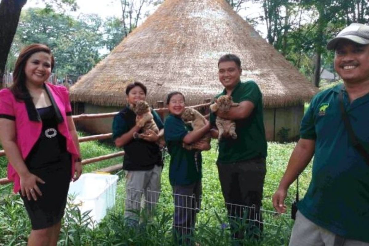 Ada tiga ekor bayi harimau di Solo Safari