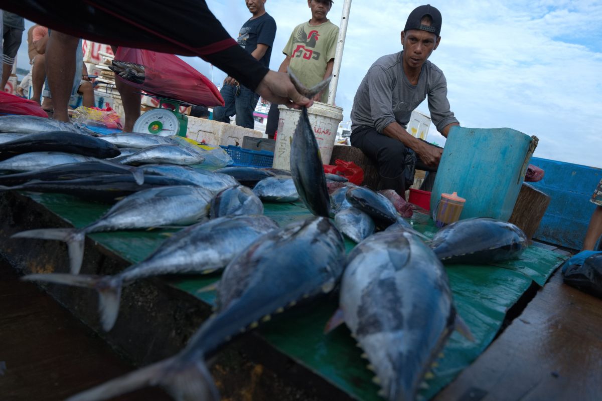 Pasokan Turun Harga Ikan Naik Drastis Antara News Sulawesi Tenggara Antara News Kendari