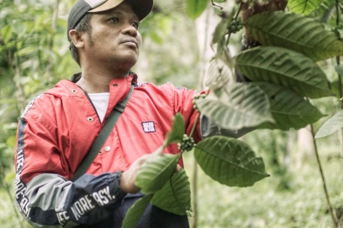 Rumah Hanasta komitmen dukung peningkatan sisi hulu Kopi Lamaole,Solor