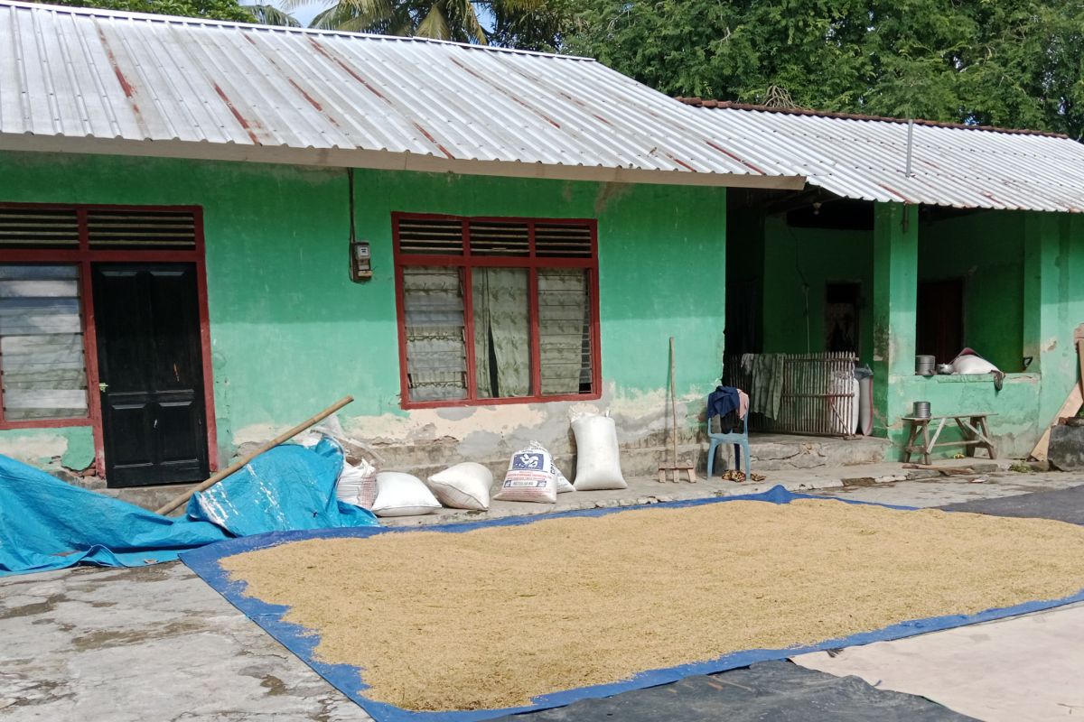 Sebanyak 26 ribu hektare tanaman padi di Lombok Tengah telah dipanen